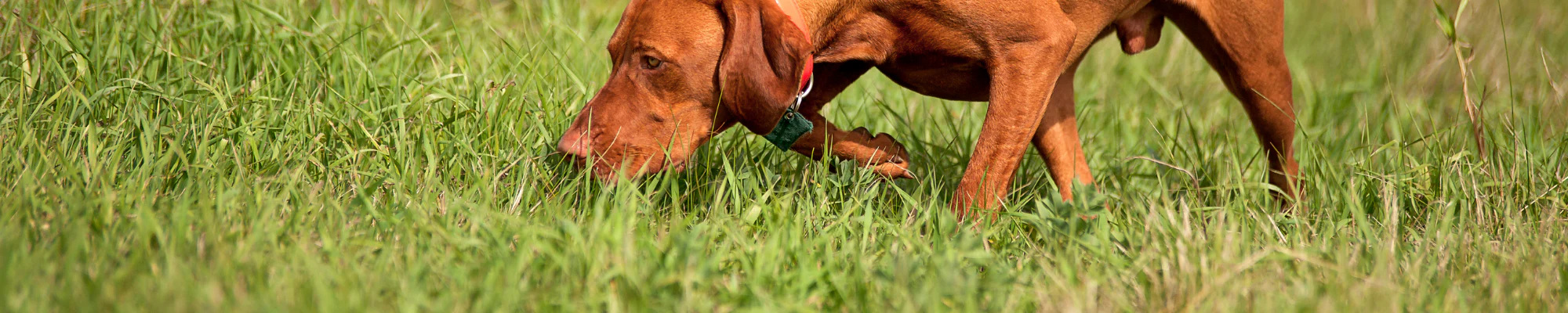 Natural Nutrition for Every Pet